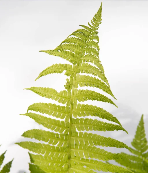 Detail Fern Leaf Isolated White Background — Stock Photo, Image