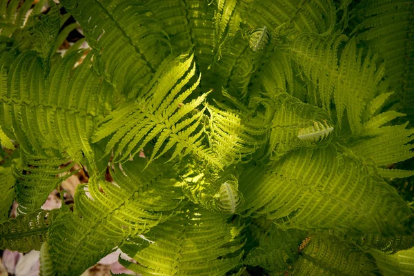 Bunch Fern Leafs Growing Ground — Stock Photo, Image
