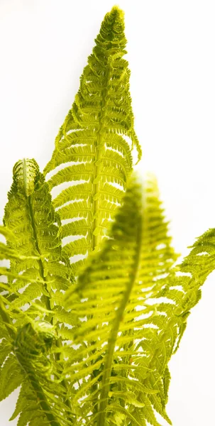detail of fern leafs isolated over white background