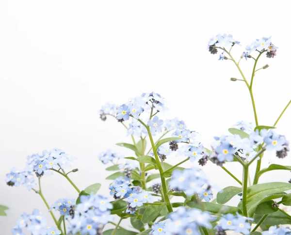 白い背景に分離された Myosotis 青い花 — ストック写真