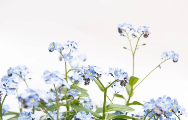 白い背景に分離された Myosotis 青い花 — ストック写真