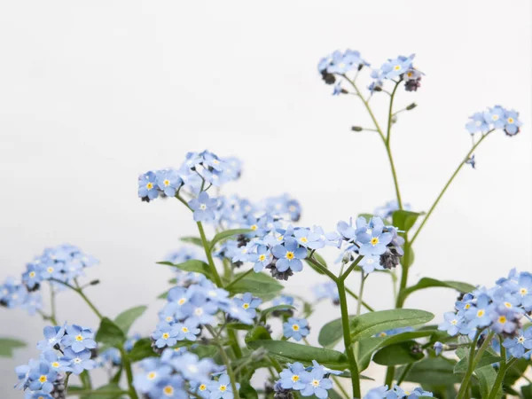 Myosotis Kék Virágok Elszigetelt Fehér Háttér Felett — Stock Fotó