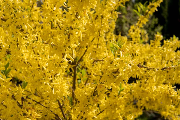 sarı hor çiçeği bir sürü sırasında bahar yapraklar