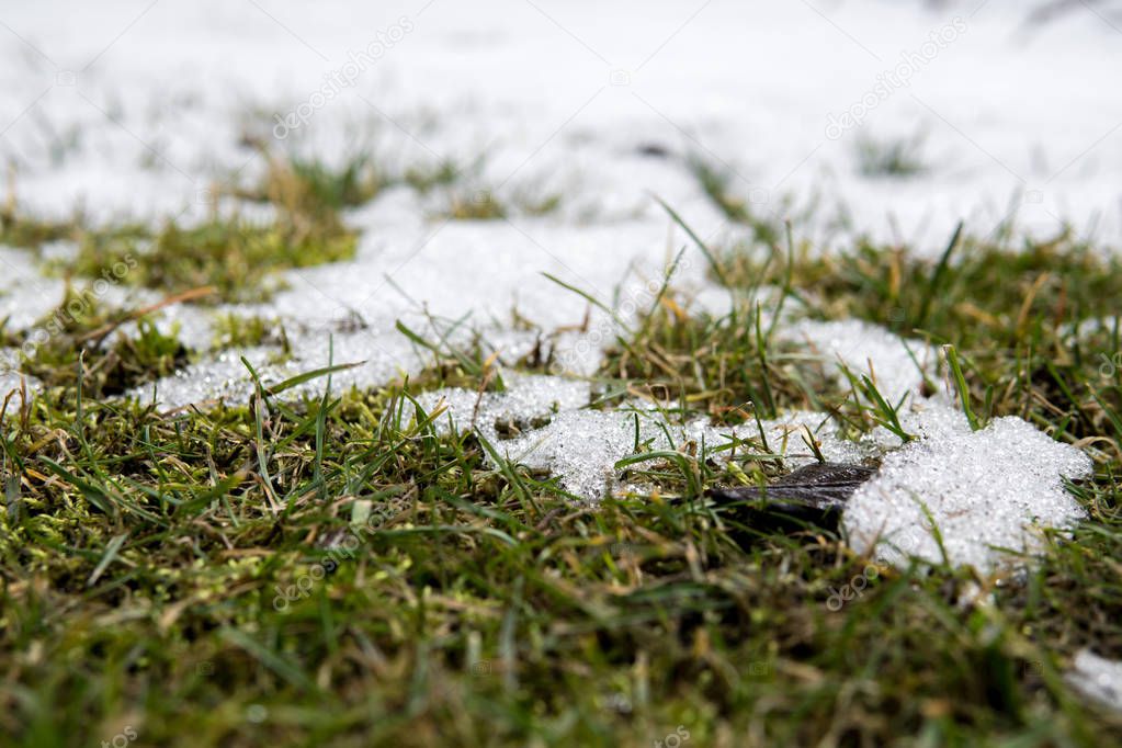 last moments of snow on the grass during early spring