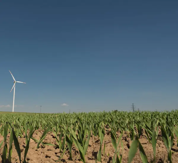 Paisagem Rural Com Turbina Eólica Pequeno Trigo Crescendo Nos Campos — Fotografia de Stock