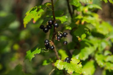 taze ve sağlıklı blackurrants bush ile yeşil asılı yapraklar