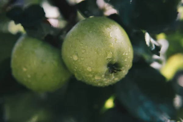 Green Apples Hanging Tree Green Leafs Water Drops — Stock Photo, Image