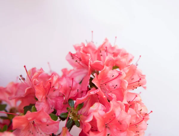 白い背景に分離されたシャクナゲの花の詳細 — ストック写真