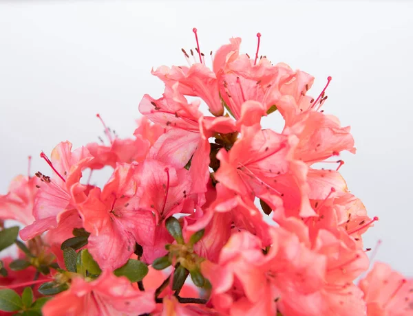 Elszigetelt Fehér Háttér Feletti Rhododendron Virágok Részlete — Stock Fotó