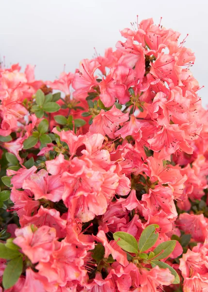 Detalj Rhododendron Blommor Isolerade Över Vit Bakgrund — Stockfoto