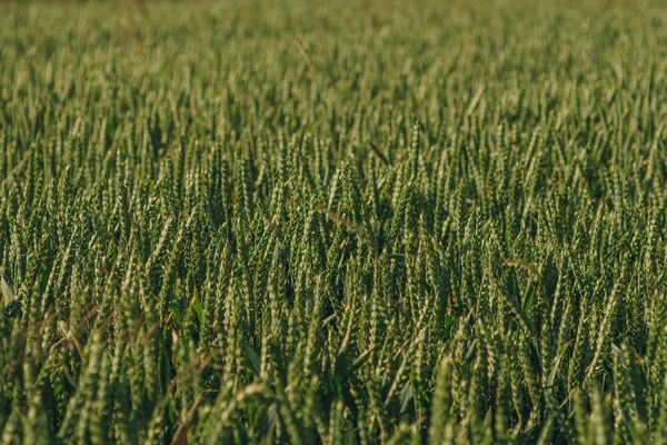 Pole Plné Zelené Pšenice Během Konci Jara — Stock fotografie