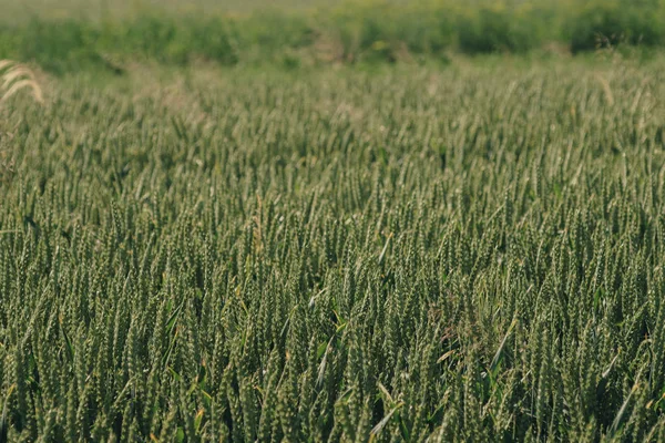 Pole Plné Zelené Pšenice Během Konci Jara — Stock fotografie