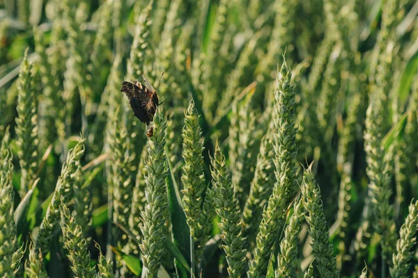 Close Van Tarweveld Met Een Vlinder Zitten Oor — Stockfoto