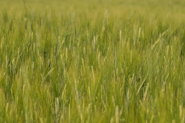 フィールドの風景初夏の時に青刈ライ麦たっぷり — ストック写真