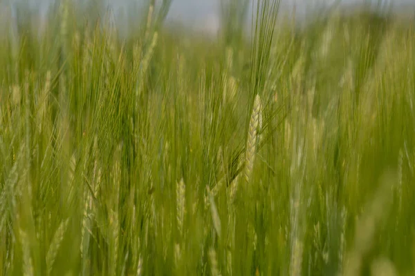 Paisagem Com Campo Cheio Centeio Verde Durante Início Verão — Fotografia de Stock