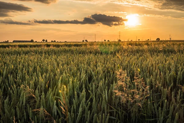 Sluneční Paprsky Nad Pšenice Rostoucí Oblasti Během Večerní Čas — Stock fotografie