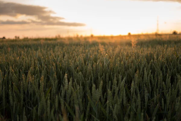 Солнце Светит Низкой Высоте Над Полями Пшеницей — стоковое фото