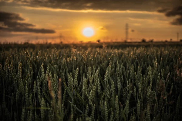 Zon Velden Vol Tarwe Tijdens Het Einde Van Dag — Stockfoto