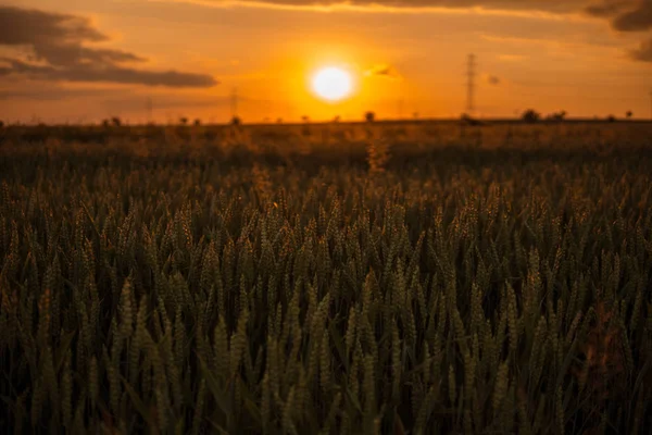 一天结束时 阳光照射满田野的麦子 — 图库照片