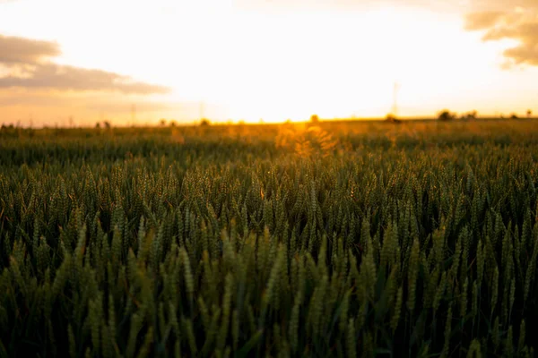 Susnset Над Полем Полным Зеленой Пшеницы — стоковое фото