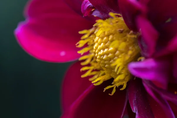 極端におしべの紫の花のクローズ アップ — ストック写真
