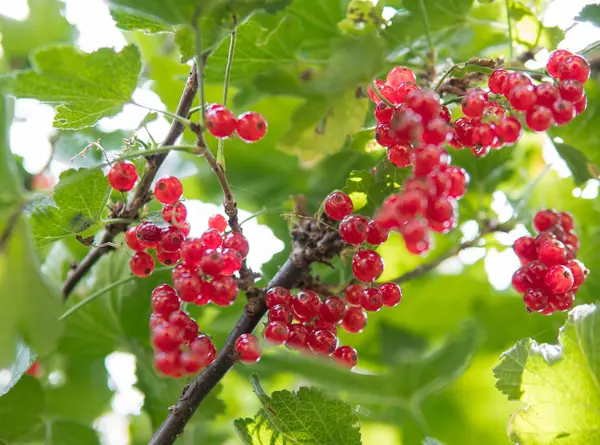 Frische Und Gesunde Rezidive Hängen Einem Strauch Mit Grünen Blättern — Stockfoto