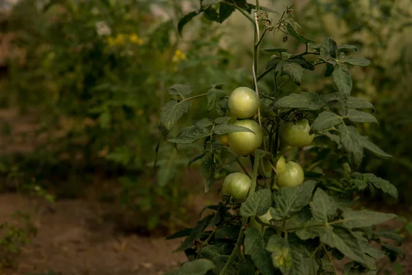 Pomodori Verdi Che Crescono Dentro Una Serra — Foto Stock