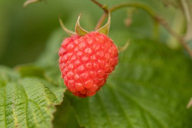 tek ahududu bir çalı üzerinde asılı