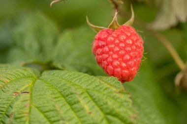 tek ahududu bir çalı üzerinde asılı
