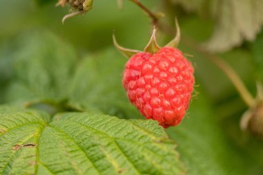 tek ahududu bir çalı üzerinde asılı