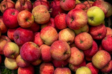 kırmızı elma ekolojik tarımı çok sayıda