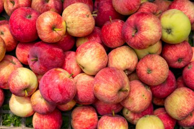 kırmızı elma ekolojik tarımı çok sayıda