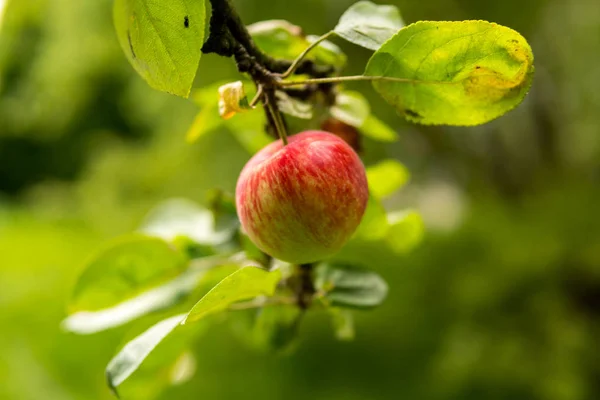 red apples from ecological cultivation hanging on a tree
