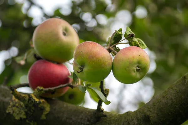 Close Red Apples Ecological Cultivation Hanging Tree — Stock Photo, Image
