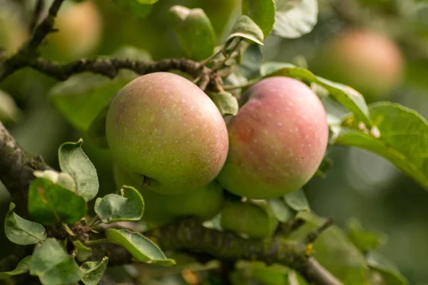 Close Red Apples Ecological Cultivation Hanging Tree — Stock Photo, Image