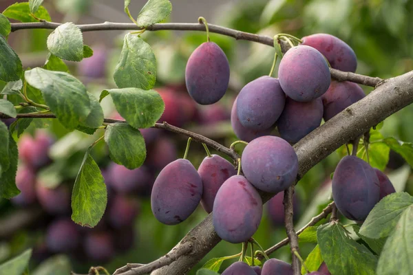 abundance of damson plums hanging on a tree