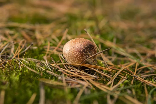 Detalle Del Hongo Tóxico Llamado Amanita Creciendo Bosque Durante Día — Foto de Stock