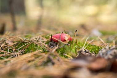 Russula emetica groing yerde bir orman içinde bir yakın tarih erken sonbahar