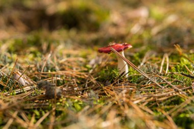 Russula emetica groing yerde bir orman içinde bir yakın tarih erken sonbahar