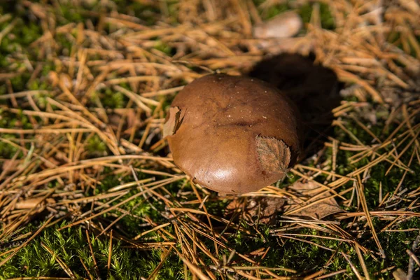 Primer Plano Xerocomus Creciendo Suelo Dentro Bosque — Foto de Stock