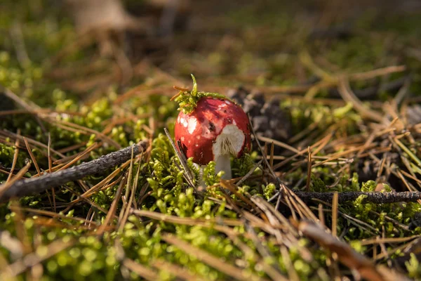 Primer Plano Russula Emetica Gimiendo Suelo Dentro Bosque Principios Otoño — Foto de Stock