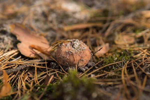 Detalle Del Pequeño Hongo Tóxico Llamado Amanita Que Crece Bosque — Foto de Stock