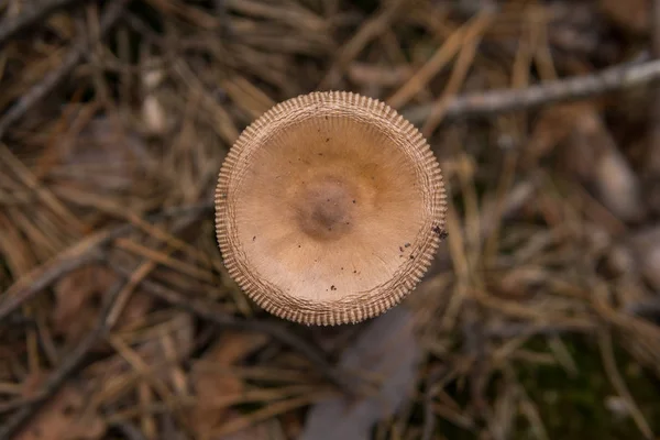 Detail Mushroom Growing Ground Pine Needles Forest — Stock Photo, Image