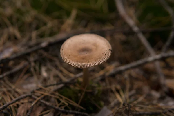 Detail Mushroom Growing Ground Pine Needles Forest — Stock Photo, Image