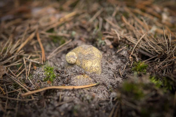 Екстремальний Крупним Планом Гриб Під Назвою Tricholoma Equestre Росте Піщаному — стокове фото