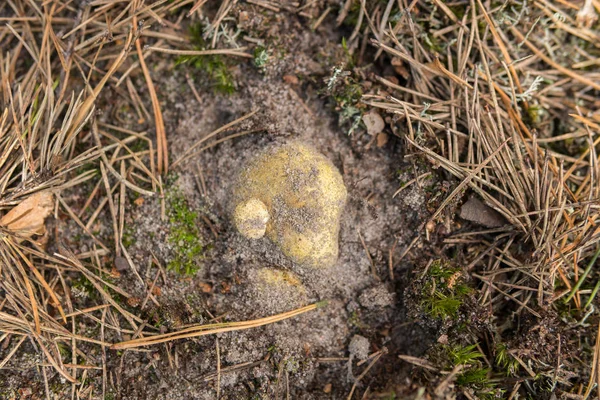 Extrema Cerca Seta Llamada Tricholoma Equestre Creciendo Suelo Arenoso — Foto de Stock