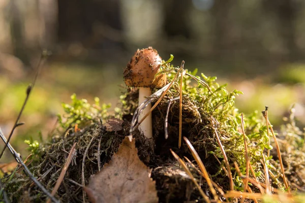 Detalle Hongo Que Crece Suelo Entre Agujas Pino Dentro Bosque — Foto de Stock