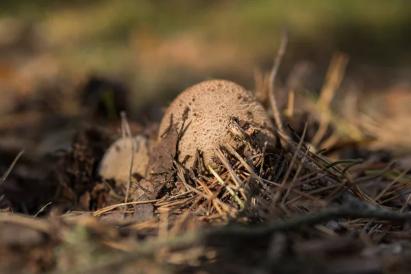 Detalle Del Pequeño Hongo Tóxico Llamado Amanita Que Crece Bosque — Foto de Stock