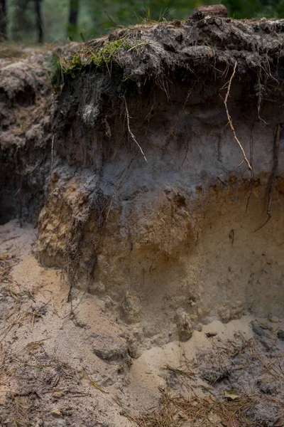 Detail Van Een Lagen Van Podzol Bodem Met Zichtbare Randen — Stockfoto