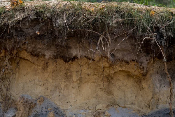 Detail Van Een Lagen Van Podzol Bodem Met Zichtbare Randen — Stockfoto